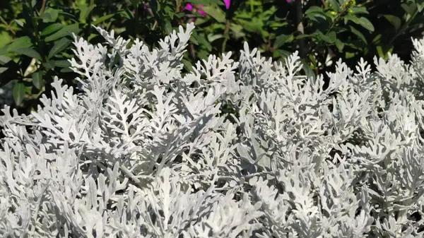 Alışılmadık mavi-gri bitki Cineraria maritima sokak çiçekleri gümüş yaprak, dantel tasarım elementi Senecio cineraria, Dusty miller bitki arka plan Cineraria deseni. Gümüş tozu bahçesi