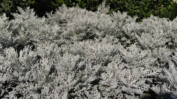 Alışılmadık mavi-gri bitki Cineraria maritima sokak çiçekleri gümüş yaprak, dantel tasarım elementi Senecio cineraria, Dusty miller bitki arka plan Cineraria deseni. Gümüş tozu bahçesi