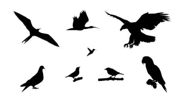 Conjunto Siluetas Aves — Vector de stock
