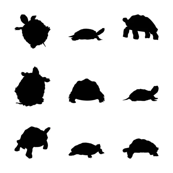 Schildkröte Und Schildkrötensilhouette — Stockvektor
