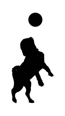 Pug Dog topu yakalamak için zıplıyor..