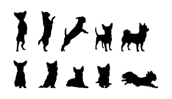 Set Chihuahua Dog Silhouettes — Stock Vector