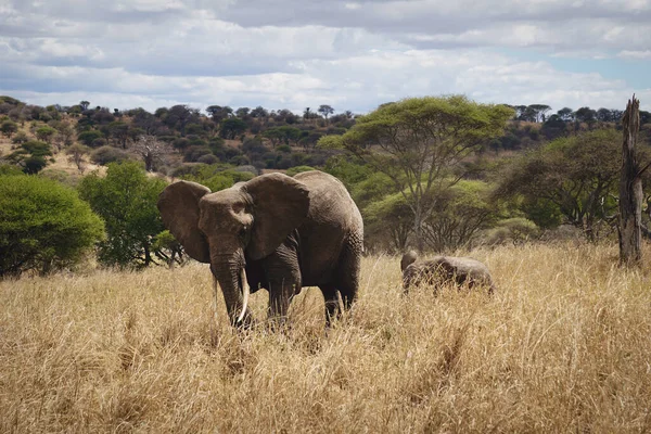 Photo of elephants in wild life (Safari Tanzania, National park).
