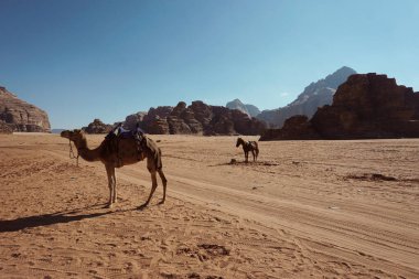 Ürdün 'deki Wadi Rum Çölü' nün berrak mavi gökyüzünün altındaki deve ve ve at - arka planda dağlar