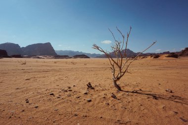 Ürdün 'deki Wadi Rum Çölü' ndeki kuru ağaç. Açık mavi gökyüzünde sarı kum haykırıyor.