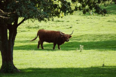 Güneşli bir yaz gününde yeşil otlakta İskoç ineği