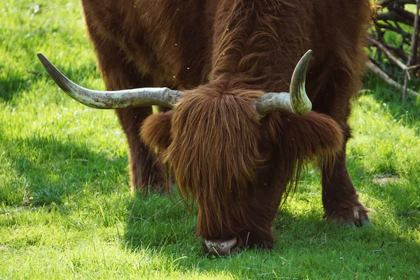 Scottish Highland Cow Green Pasture Sunny Summer Day Detail Head — Stock Photo, Image
