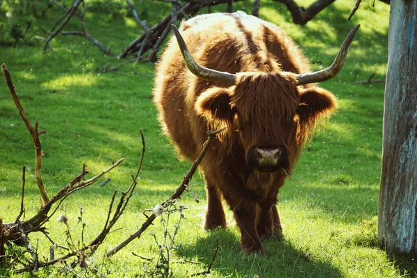 Vaca Escocesa Una Pradera Verde Soleado Día Verano —  Fotos de Stock