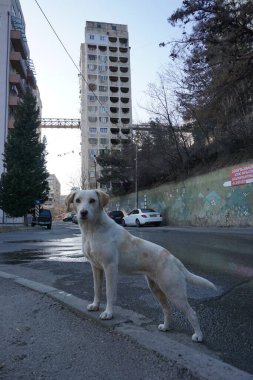 Tiflis, Gürcistan - 19 Şubat 2022 - Gürcistan 'ın Tiflis semtinde şirin bir sokak köpeği