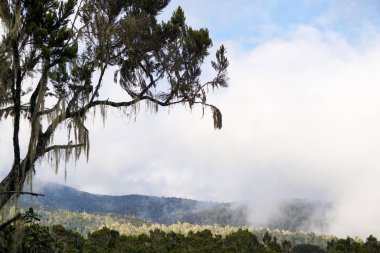 Tanzanya 'da Kilimanjaro' nun ulusal kesimindeki yosun kaplı egzotik ağaç Afrika 'nın en yüksek dağının zirvesine doğru yol alıyor.