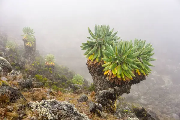 Tanzanya 'daki Kilimanjaro Dağı yolunda sisle kaplı tropikal ağaç ve çiçekler (Afrika))