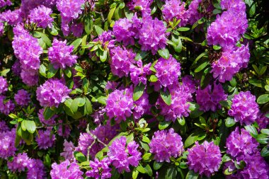 Güneşli bahçede Rhododendron Ponticum 'un yakın görüntüsü - pembe çiçekler