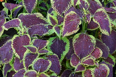 Coleus bitkisinin ıslak yapraklarının yakın görüntüsü, bir damla su, bir Coleus scutellarioides ekimi
