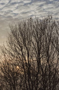 Yapraksız ağaçların silueti bulutlu bir gökyüzüne karşı dallara tünemiş kuşlarla. Sıcak güneş dalların arasından parlıyor, dingin manzaraya doku katıyor.