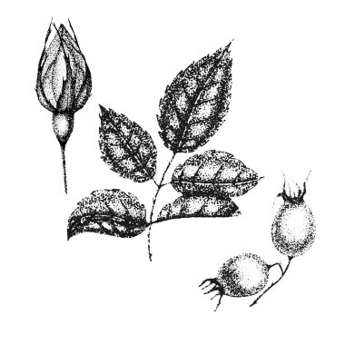 Klasik çiçek koleksiyonu, yaban gülü yaprakları ve meyveleri. Gül kalça çizimi, eskizler, noktalama biçimi