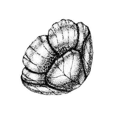 Yaban gülü çiçekleri çiziyor ve beyaz arka planda noktalama işareti çiziyor. Köpek gülünün klasik çizimi.