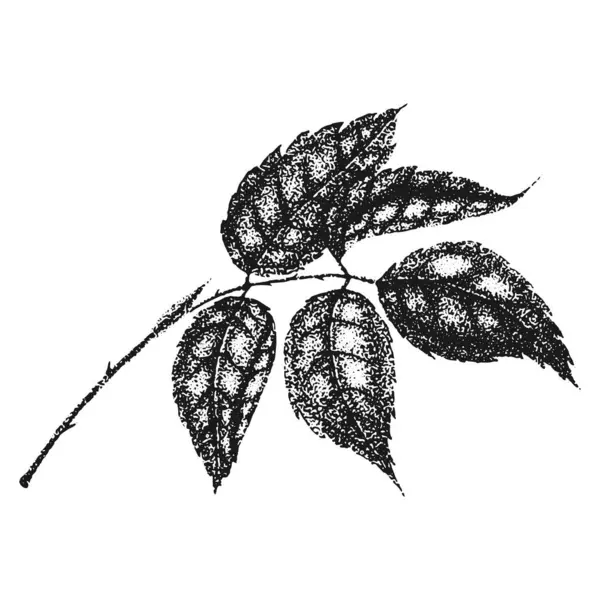 Yaban gülü çiçekleri çiziyor ve beyaz arka planda noktalama işareti çiziyor. Yapraklı dalın klasik illüstrasyonu.