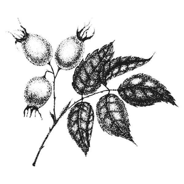 Yaban gülü çiçekleri çiziyor ve beyaz arka planda noktalama işareti çiziyor. Gül ağacı meyveleri ve yapraklarıyla eski bir illüstrasyon