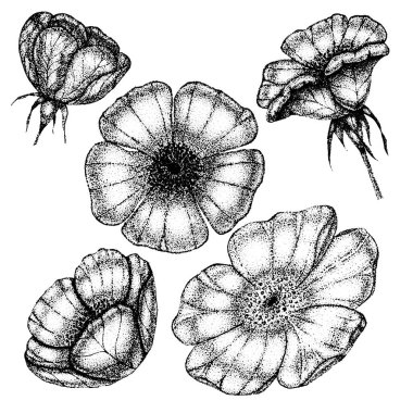 Klasik çiçek koleksiyonu, yaban gülü yaprakları ve meyveleri. Gül kalça çizimi, eskizler, noktalama biçimi