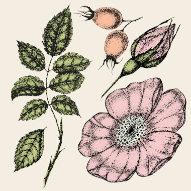 Klasik çiçek koleksiyonu, yaban gülü yaprakları ve meyveleri. Gül kalça çizimi, eskizler, noktalama biçimi