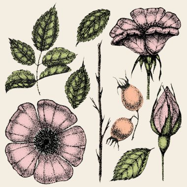 Klasik çiçek koleksiyonu, yaban gülü yaprakları ve meyveleri. Gül kalça çizimi, eskizler, noktalama biçimi