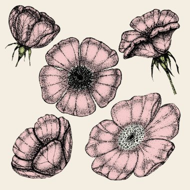 Klasik çiçek koleksiyonu, yaban gülü yaprakları ve meyveleri. Gül kalça çizimi, eskizler, noktalama biçimi