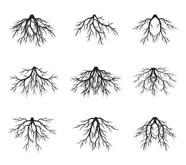 Collection of Trees. Vector outline Illustration. Plant in Garden.