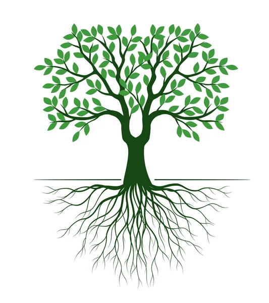 葉と根を持つ緑の木の形 ベクトル概要イラスト ガーデンに工場 — ストックベクタ