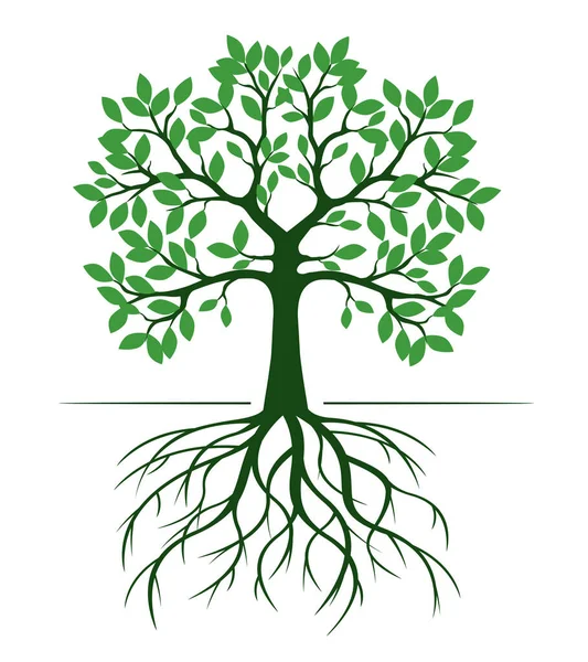 Form Gröna Träd Med Blad Och Rötter Vektor Skissera Illustration Stockvektor
