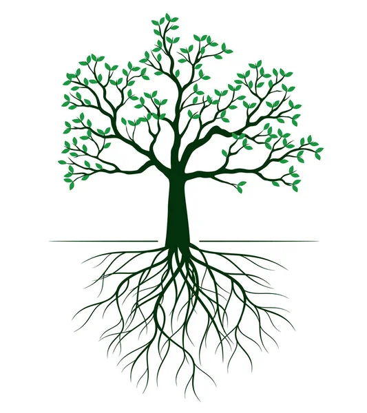 Forma Árbol Verde Con Hojas Raíces Esquema Vectorial Ilustración Planta — Vector de stock