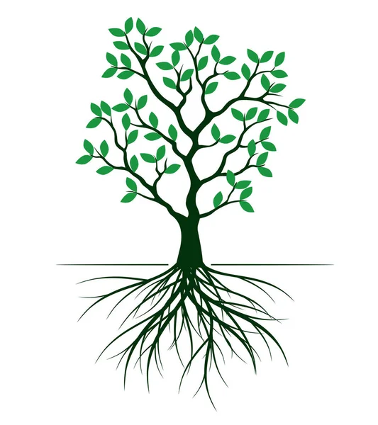 叶和根的绿树的形状 矢量概要说明 园中的植物 — 图库矢量图片