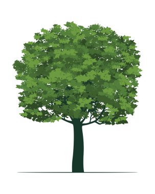 Yapraklı Yeşil Ağaç. Vektör Özet Çizimi.