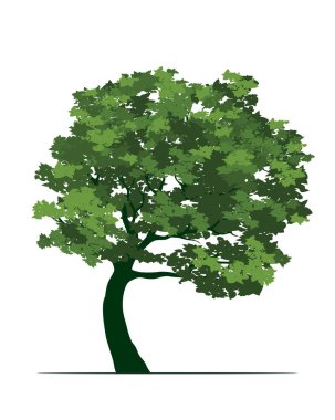 Yapraklı Yeşil Ağaç. Vektör Özet Çizimi.