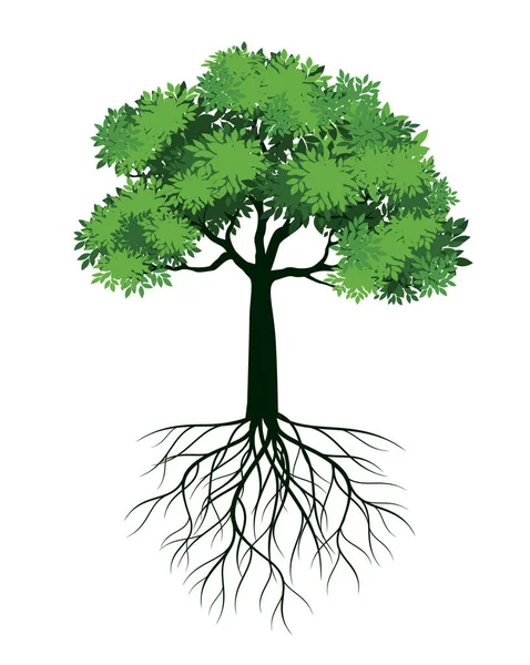 Árvore Primavera Com Folhas Raízes Esboço Vetor Ilustração —  Vetores de Stock