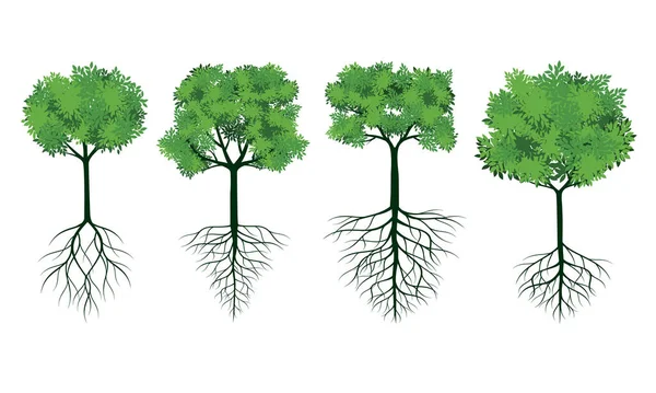 Conjunto Árbol Verde Con Raíces Esquema Vectorial Ilustración Planta Jardín — Vector de stock