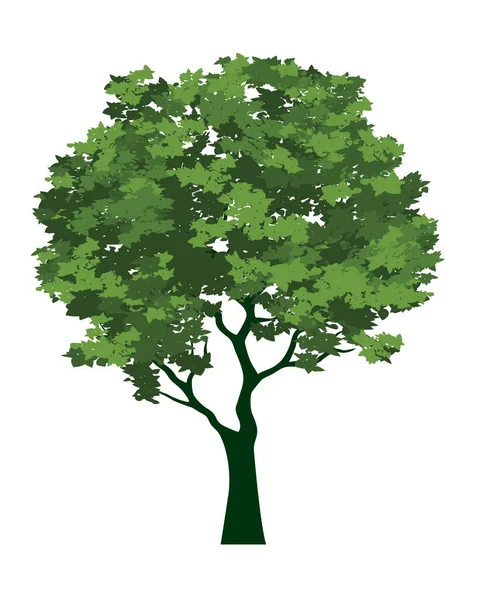 Árvore Primavera Cheia Folhas Verdes Ilustração Vetorial —  Vetores de Stock