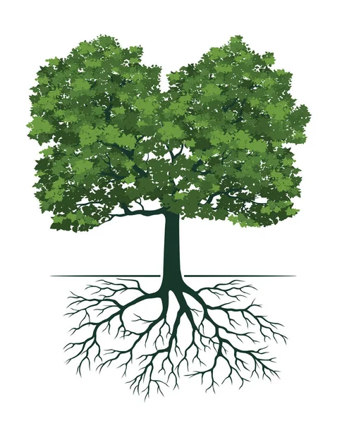 Зеленое Дерево Корнями Векторная Иллюстрация — стоковый вектор
