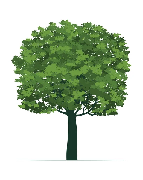 Зеленое Дерево Листьями Векторная Иллюстрация — стоковый вектор