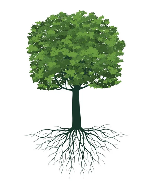 Voorjaarsboom Vol Groene Bladeren Vector Illustratie Stockillustratie