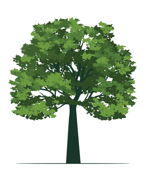 葉を持つ緑の木 ベクターアウトラインイラスト ロイヤリティフリーのストックイラスト