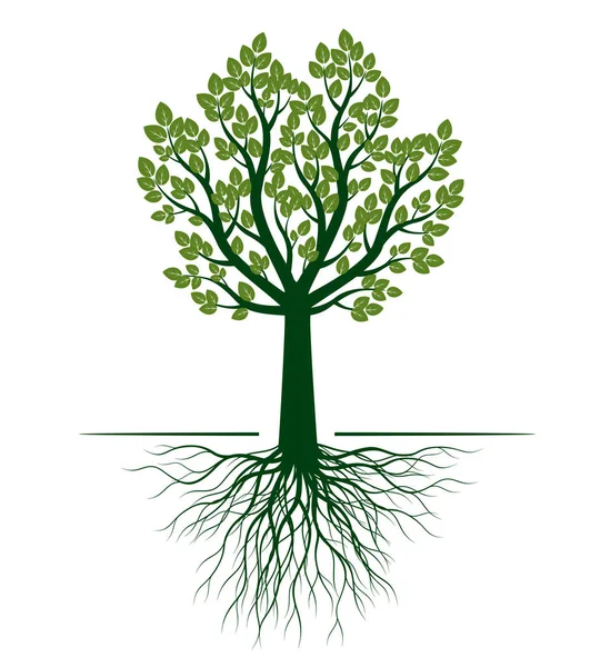 根を持つ緑のベクトルの木 概要イラスト — ストックベクタ