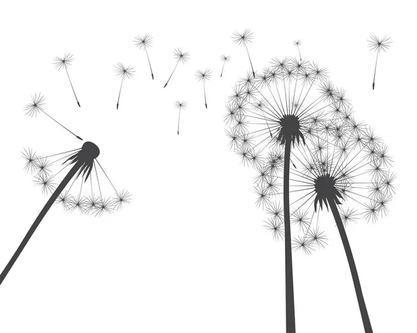Літаюче Насіння Квітка Кульбаби Білому Векторна Контурна Ілюстрація — стоковий вектор