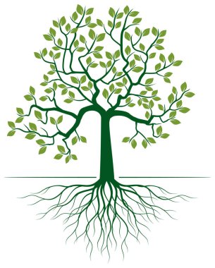 Yaprakları ve meyveleri olan yeşil ağaç şekli. Vektör taslağı çizimi. Bahçede Bitki.