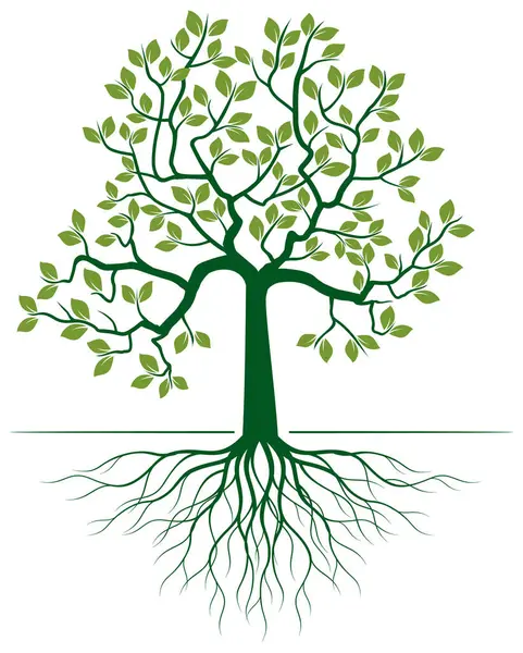 Yaprakları ve kökleri olan yeşil ağaç şekli. Vektör taslağı çizimi. Bahçede Bitki.