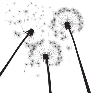 Siyah karahindiba kompozisyonu, illüstrasyon.