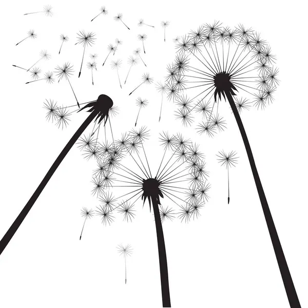 Siyah karahindiba kompozisyonu, illüstrasyon.