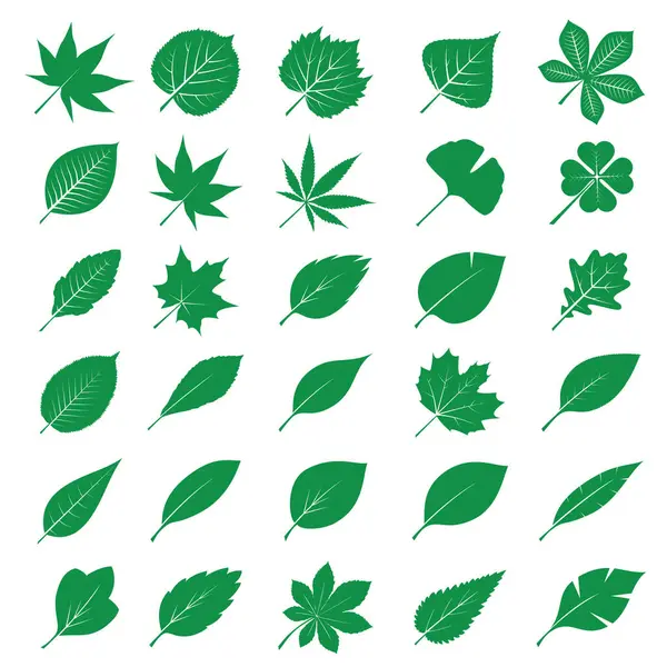 Yeşil Yaprak Koleksiyonu. Taslak Çizim. EPS.