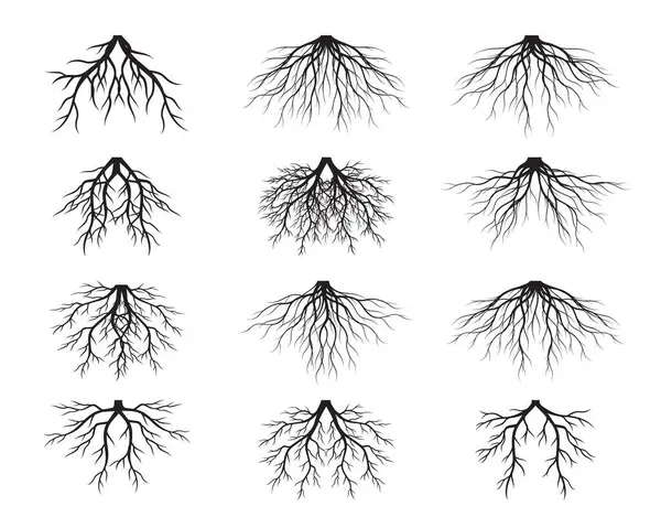 Siyah Ağaç Kökleri kümesi. Vektör İllüstrasyon. Bitki ve Bahçe.
