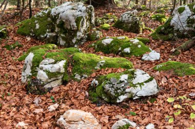 Tara Ulusal Parkı 'nda Yosun Taşı