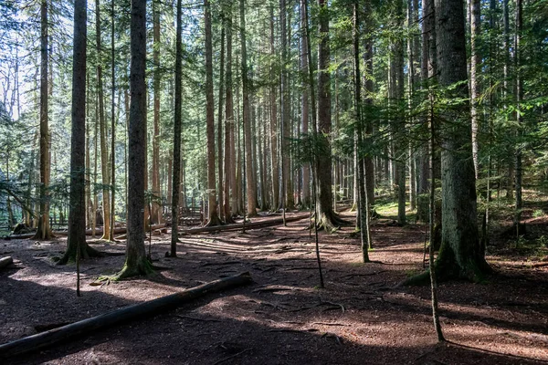 Sırbistan 'daki Tara Ulusal Parkı